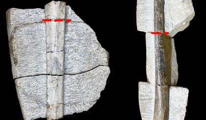 Descobertos fósseis de pterossauros no Piauí pela primeira vez. (Foto: Divulgação / UFPI) Descobertos fósseis de pterossauros no Piauí pela primeira vez. (Foto: Divulgação / UFPI)