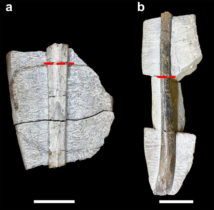 Descobertos fósseis de pterossauros no Piauí pela primeira vez.