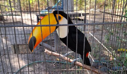 Piauí celebra soltura de 26 animais reabilitados. (Foto: Divulgação/Governo do Piauí) Piauí celebra soltura de 26 animais reabilitados. (Foto: Divulgação/Governo do Piauí)