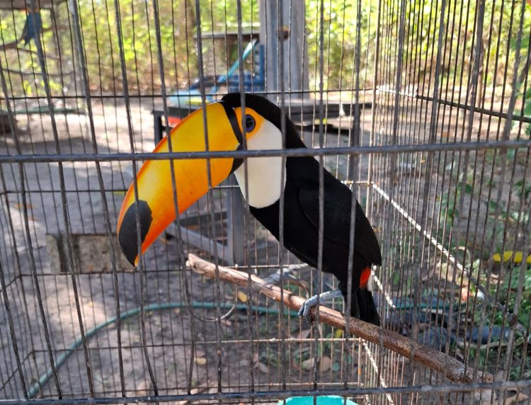 Piauí celebra soltura de 26 animais reabilitados.