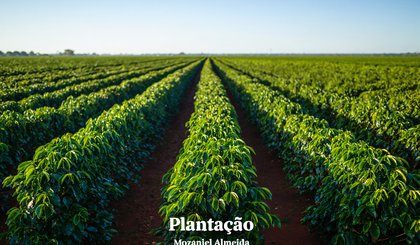 Plantação (Foto: Gerado por IA)