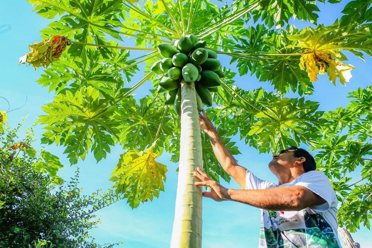 Projeto agrícola de R$ 250 milhões impulsiona Piauí