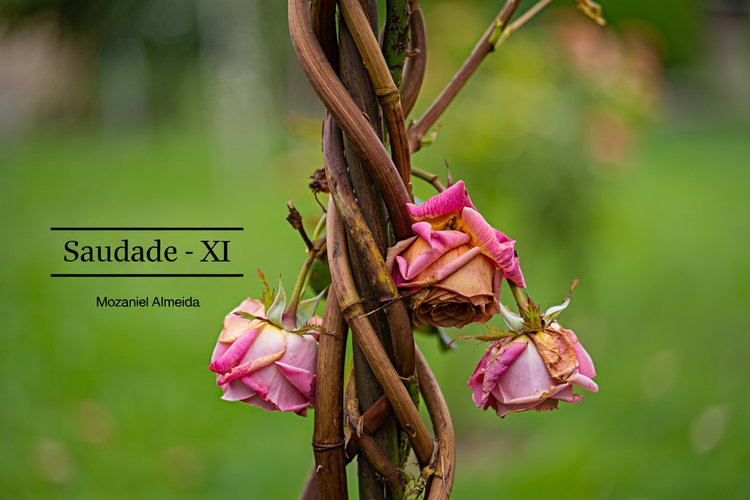 Saudade XI