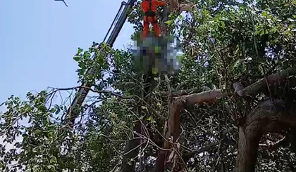 Trabalhador ficou preso após tronco cair durante corte de cajueiro na zona rural de Parnaíba (Foto: Reprodução) Trabalhador ficou preso após tronco cair durante corte de cajueiro na zona rural de Parnaíba (Foto: Reprodução)