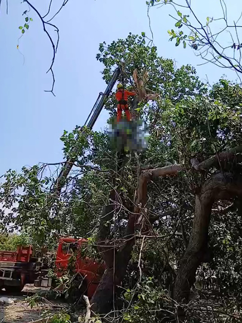 Trabalhador ficou preso após tronco cair durante corte de cajueiro na zona rural de Parnaíba