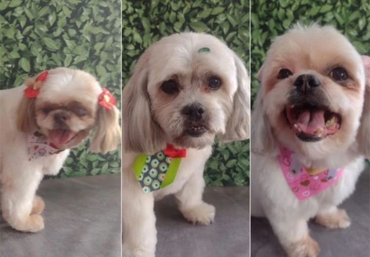 Três cães morrem após ficarem trancados em carro de pet shop