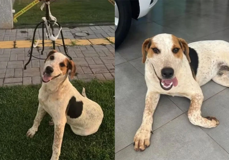 Abacate, cão comunitário de Toledo, morre após ser baleado no abdômen no Paraná
