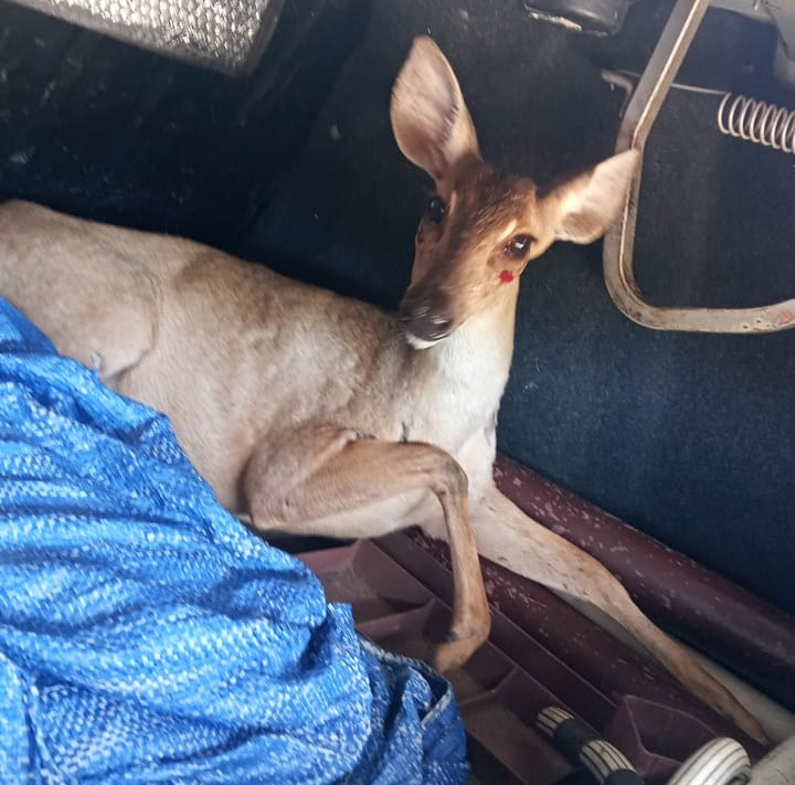 Animal silvestre é recolhido após circular em área urbana da capital