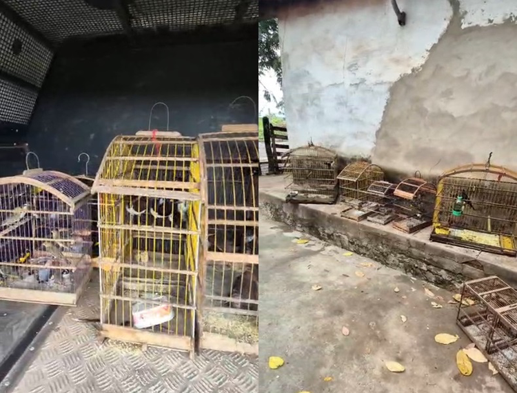 Aves silvestres são soltas após apreensão e orientação ambiental