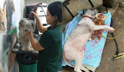 Cachorro resgatado em Teresina recebe brinquedo e cuidados. (Foto: Arquivo Pessoal) Cachorro resgatado em Teresina recebe brinquedo e cuidados. (Foto: Arquivo Pessoal)