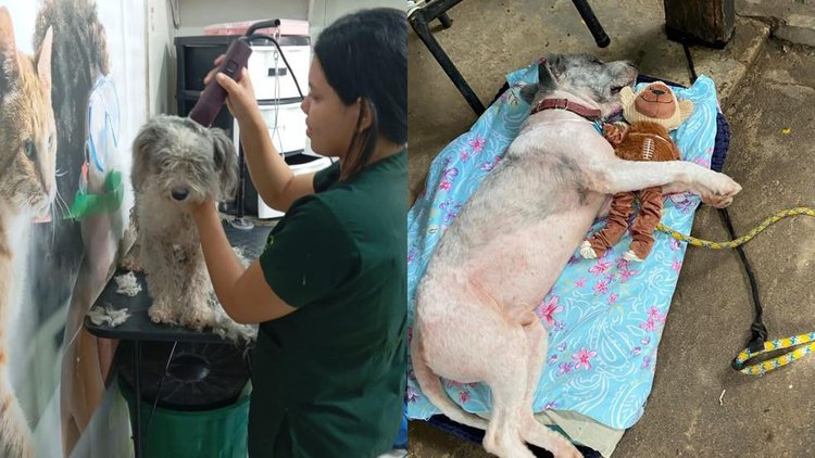 Cachorro resgatado em Teresina recebe brinquedo e cuidados.
