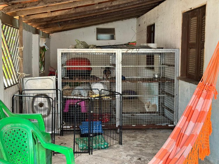 Operação “Lucro Sujo” resgata 10 cães e autua responsáveis por crimes ambientais