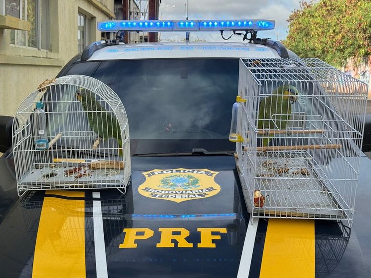 PRF resgata aves silvestres transportadas sem autorização no litoral do Piauí