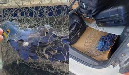 Arara-azul é resgatada e morre após maus-tratos no Piauí. (Foto: Reprodução)