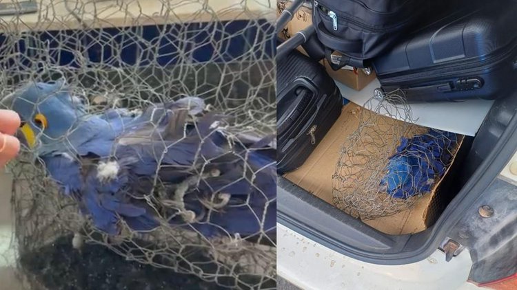 Arara-azul é resgatada e morre após maus-tratos no Piauí.