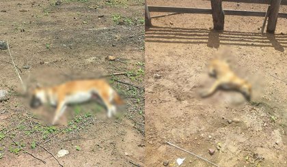 Cães são encontrados mortos e tutora suspeita de envenenamento. (Foto: Reprodução/Polícia Militar)