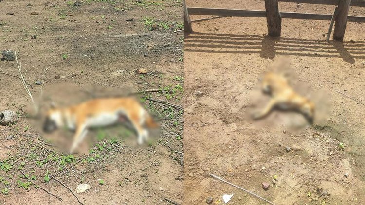 Cães são encontrados mortos e tutora suspeita de envenenamento.