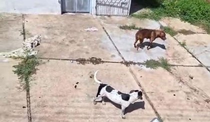 Cães são resgatados de maus-tratos em Teresina. (Foto: Divulgação/SSP-PI) Cães são resgatados de maus-tratos em Teresina. (Foto: Divulgação/SSP-PI)