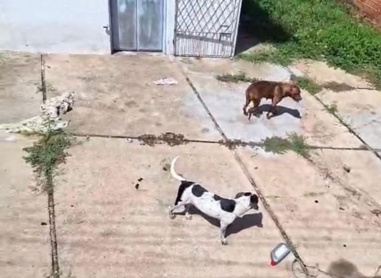 Cães são resgatados de maus-tratos em Teresina.