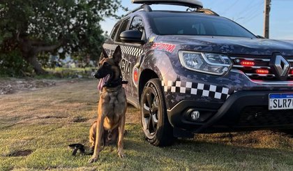 Cão policial Colt morre atropelado durante treinamento em Parnaíba. (Foto: Reprodução)