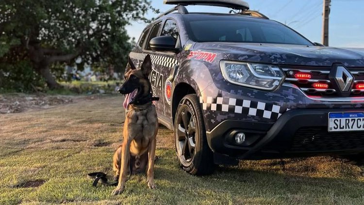 Cão policial Colt morre atropelado durante treinamento em Parnaíba.