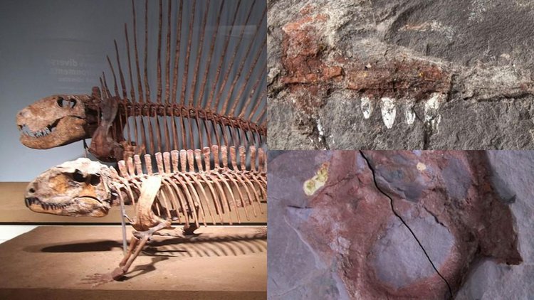 Fósseis de Pelicossauros são descobertos no Piauí.