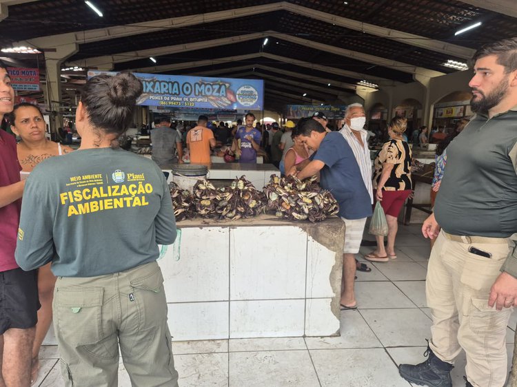Período de defeso: Semarh realiza maior apreensão de caranguejos-uçá durante operação no litoral do Piauí.