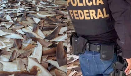 PF desarticula esquema com 1,5 tonelada de barbatanas de tubarão na Bahia (Foto: Divulgação/PF) PF desarticula esquema com 1,5 tonelada de barbatanas de tubarão na Bahia (Foto: Divulgação/PF)