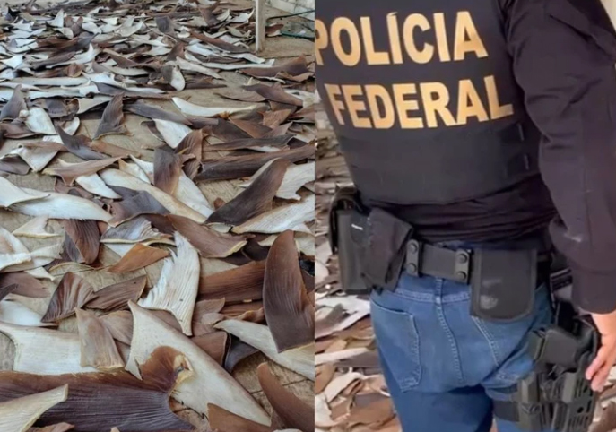 PF desarticula esquema com 1,5 tonelada de barbatanas de tubarão na Bahia