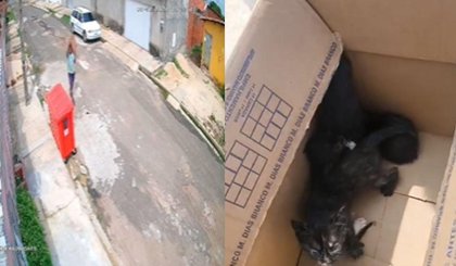 Polícia investiga abandono de filhotes de gatos em Teresina. (Foto: Reprodução)
