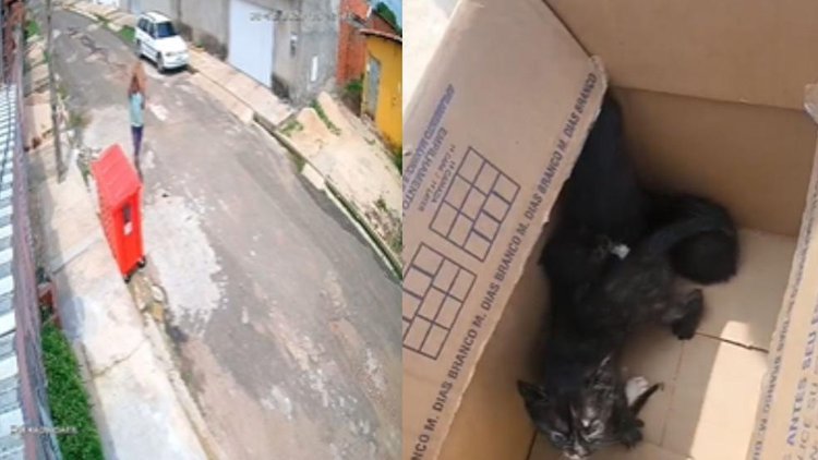 Polícia investiga abandono de filhotes de gatos em Teresina.