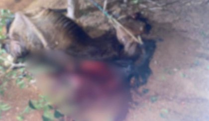 Polícia investiga morte de cavalo por maus-tratos no Piauí (Foto: Reprodução)