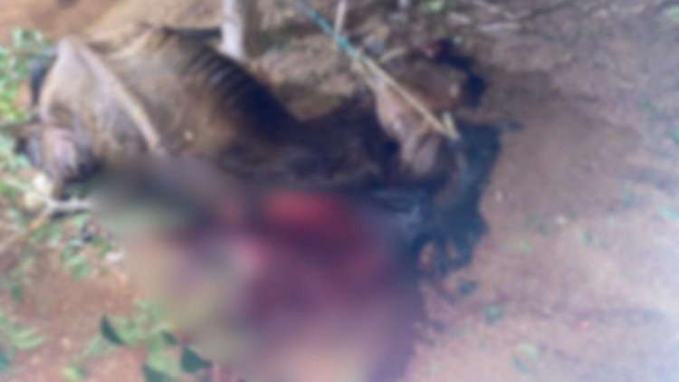 Polícia investiga morte de cavalo por maus-tratos no Piauí