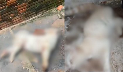 Polícia investiga mortes de cinco animais em Altos; suspeita é de envenenamento. (Foto: Reprodução) Polícia investiga mortes de cinco animais em Altos; suspeita é de envenenamento. (Foto: Reprodução)