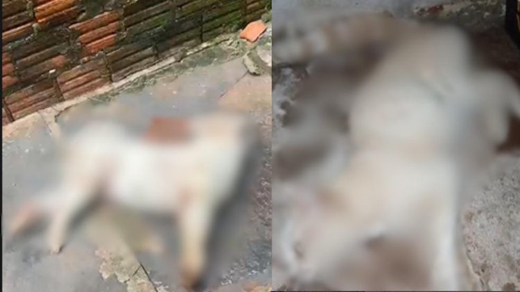 Polícia investiga mortes de cinco animais em Altos; suspeita é de envenenamento.