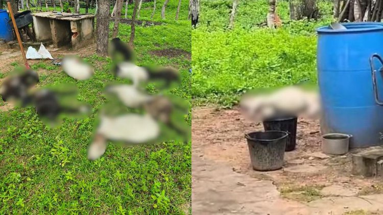 Ataque de cães resulta na morte de 10 bodes em Beneditinos.