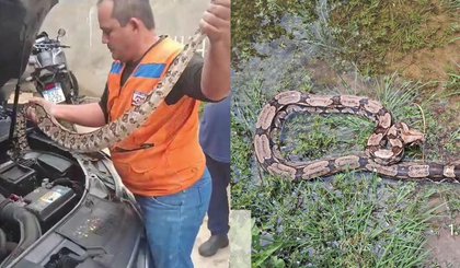 Cobra de 1,5m é retirada de motor de carro no Piauí. (Foto: Reprodução/Defesa Civil)