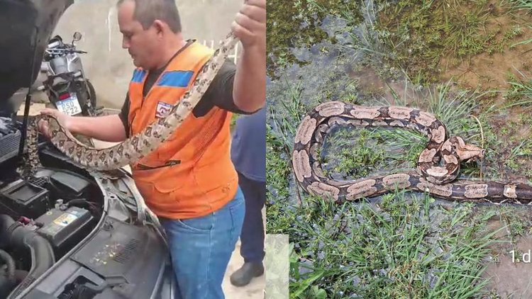 Cobra de 1,5m é retirada de motor de carro no Piauí.