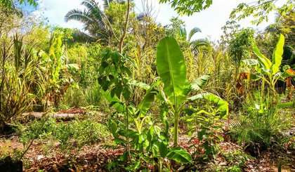 Piauí destaca-se no Crédito Fundiário com 22 mil hectares de terra. (Foto: Geirlys Silva) Piauí destaca-se no Crédito Fundiário com 22 mil hectares de terra. (Foto: Geirlys Silva)