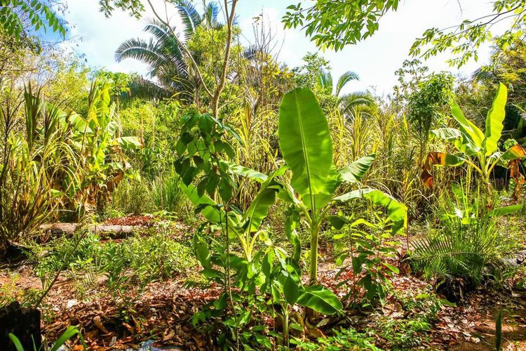 Piauí destaca-se no Crédito Fundiário com 22 mil hectares de terra.