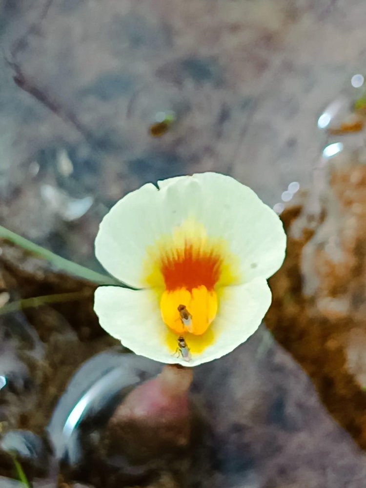Planta aquática rara é descoberta no Nordeste pela UFPI.