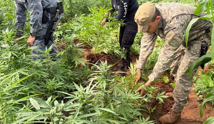 SSP-PI deflagra operação e localiza plantação com 115 mil pés de maconha em Vera Mendes. (Foto: Ascom SSP)