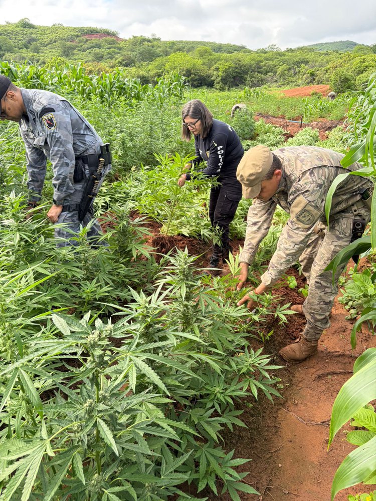 SSP-PI deflagra operação e localiza plantação com 115 mil pés de maconha em Vera Mendes.