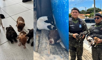 Denúncia anônima leva ao resgate de cinco filhotes abandonados no PI. (Foto: Divulgação/Polícia Civil) Denúncia anônima leva ao resgate de cinco filhotes abandonados no PI. (Foto: Divulgação/Polícia Civil)