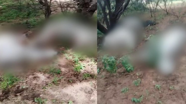 Descarga elétrica mata oito bovinos em Jaicós.