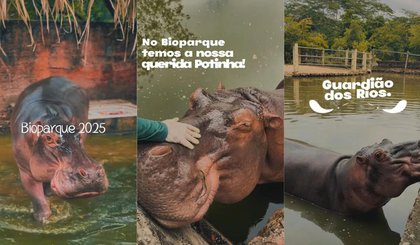 Hipopótamo-fêmea Potinha morre aos 35 anos no Bioparque Zoobotânico de Teresina (Foto: Reprodução/Redes sociais) Hipopótamo-fêmea Potinha morre aos 35 anos no Bioparque Zoobotânico de Teresina (Foto: Reprodução/Redes sociais)