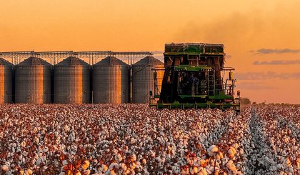 Piauí conquista o 3º lugar no ranking nacional de área plantada de algodão. (Foto: Agro Fritzen) Piauí conquista o 3º lugar no ranking nacional de área plantada de algodão. (Foto: Agro Fritzen)