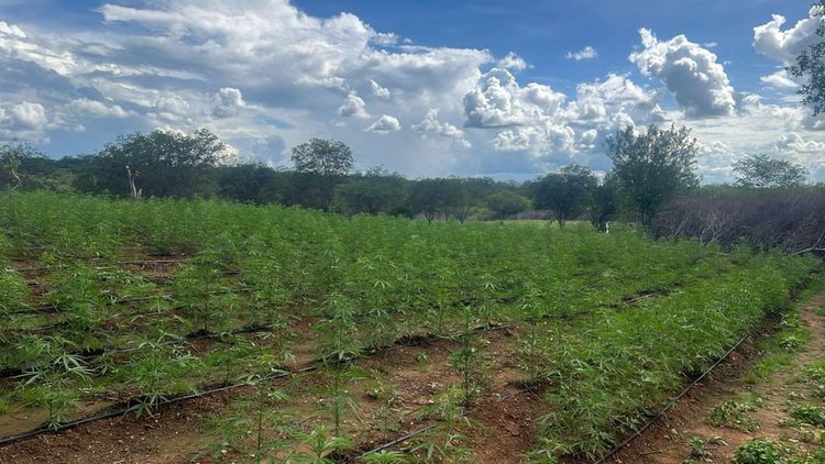 Plantação de 3,5 hectares de maconha é descoberto no Sul do Piauí.