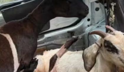 Polícia encontra cabras e ovelhas furtadas em porta-malas; animais estão vivos. (Foto: Divulgação/Polícia Militar) Polícia encontra cabras e ovelhas furtadas em porta-malas; animais estão vivos. (Foto: Divulgação/Polícia Militar)