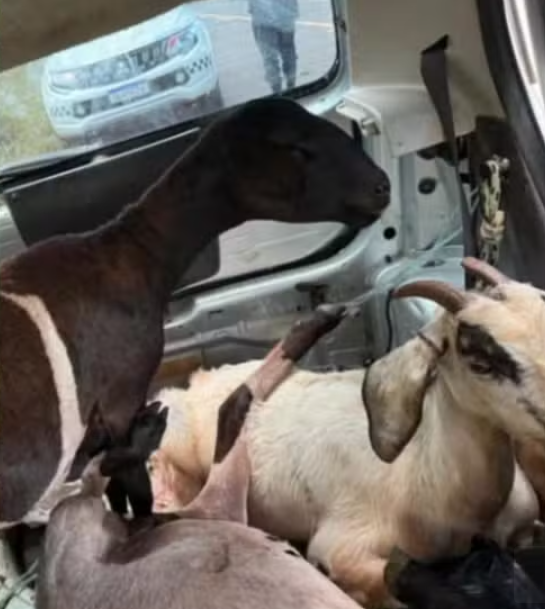 Polícia encontra cabras e ovelhas furtadas em porta-malas; animais estão vivos.